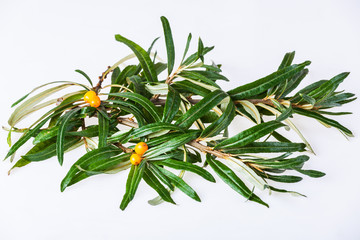 seabuckthorn