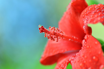 Red hibiscus flower (chinese rose)