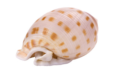 Close-up of a conch shell