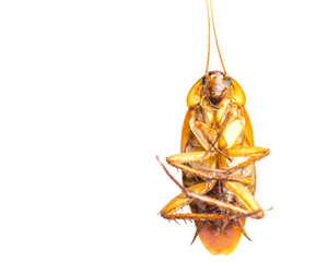 Dead cockroach on its back over white background