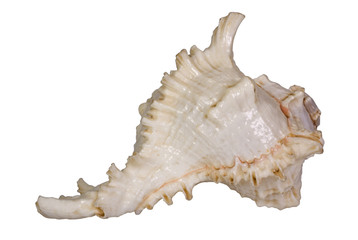 Close-up of a conch shell
