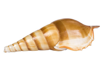 Close-up of a conch shell
