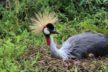 Grue couronnée - Balearica pavonina