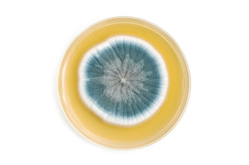 fungi on agar plate over white background © Olha Rohulya