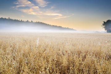 oat field at foggy sunrise