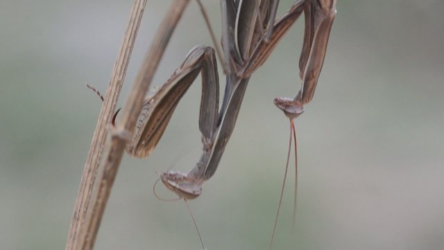 Mantis religiosa