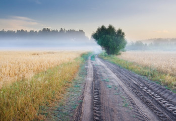 morning meadow landscape