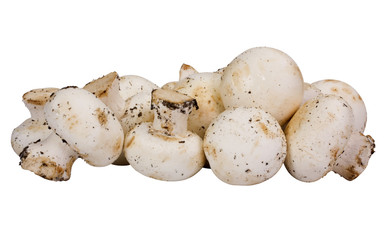 Close-up of edible mushrooms