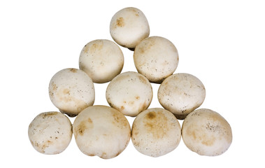 Close-up of edible mushrooms