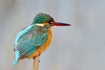 kingfisher (alcedo atthis)