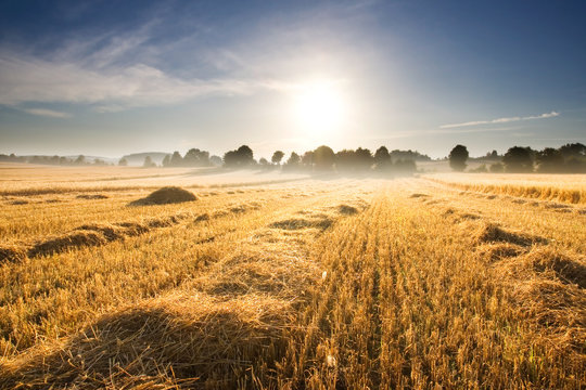 stubble field at sunrise