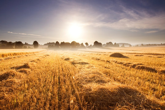 stubble field at sunrise