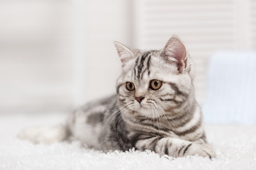Cat on the carpet
