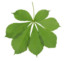 Green leaf chestnut