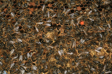 abeilles devant la ruche