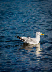 Zielstrebige Möwe schwimmend im Wasser