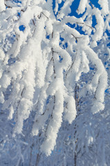The branches of a tree covered with frost abundant