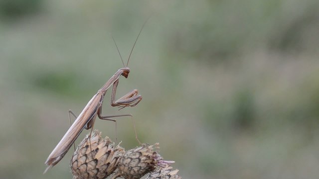 Mantis religiosa