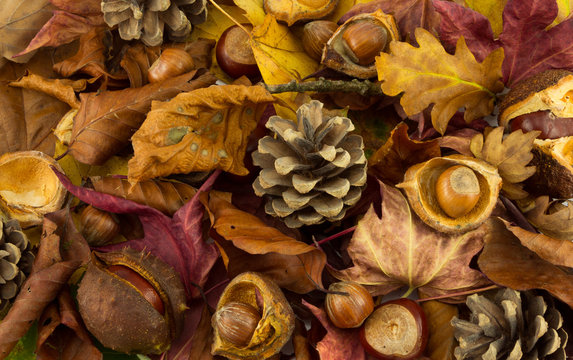 Autumn leaves and nuts