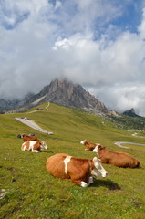 Fototapeta na wymiar cows resting on mountain pasture
