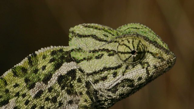 primer plano de camaleon