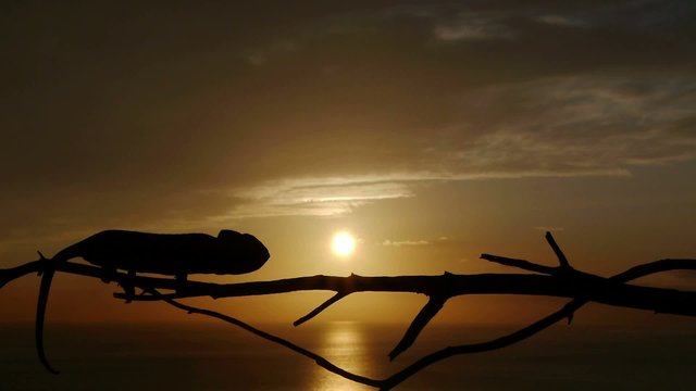 camaleon al atardecer