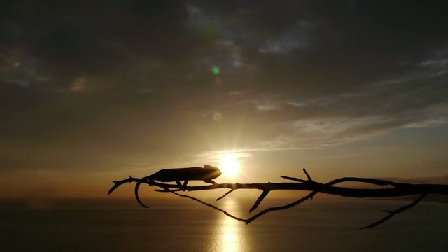 camaleon al atardecer