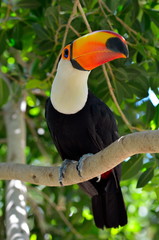toucan outdoor - Ramphastos sulphuratus