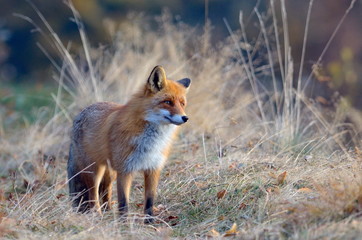 fox in the wildlife