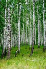 Fototapeta premium dense birch forest. Summer rural landscape