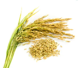 Deurstickers paddy rice seed. © tropper2000