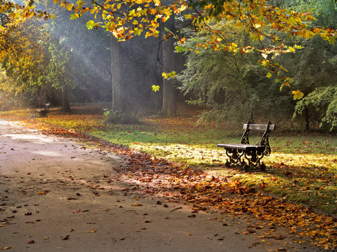 Path in the autumn park. Autumn Landscape.
