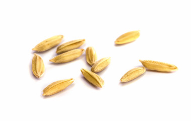 rice seed.
