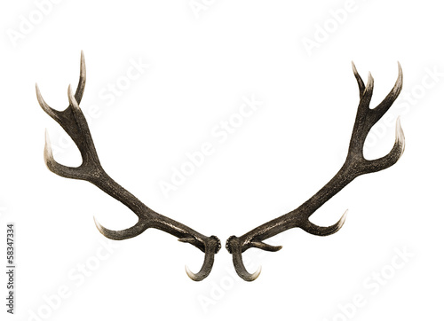 "Geweih" Stockfotos und lizenzfreie Bilder auf Fotolia.com ...