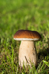 Steinpilz