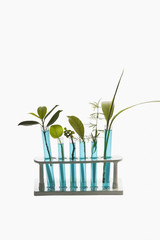 Fototapeta na wymiar Close-up of test tubes with plants