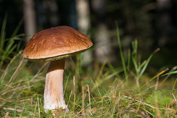 Steinpilz