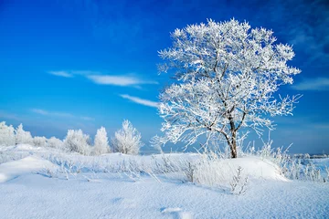 Crédence de cuisine en verre imprimé Hiver winter landscape with a lonely tree