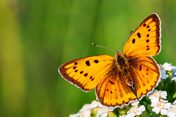 butterfly sits on white flowers