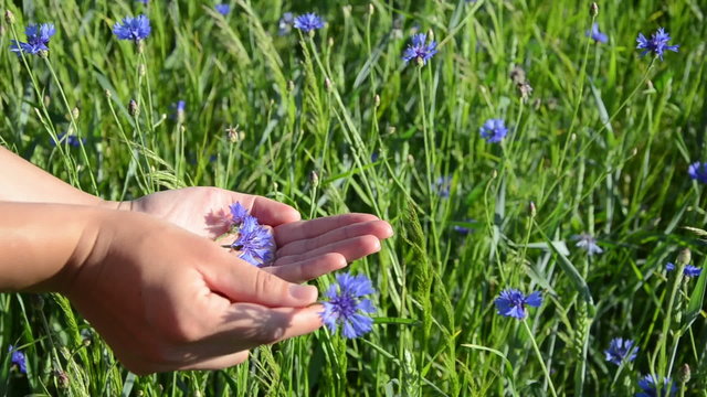 hand gather cornflower blue flowers put them in the pal hand