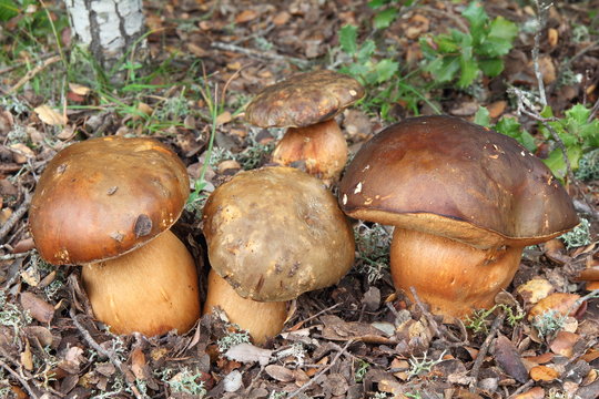 Boletus Aereus. Hongo Negro.