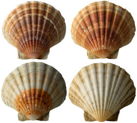 Four Scallop Shells - See Pectinidae - 2