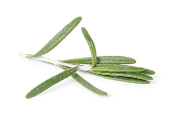 fresh rosemary branch