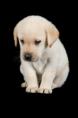 Labrador puppy standing and look sad in studio