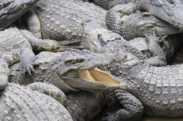 Obraz premium Crocodile Relaxing