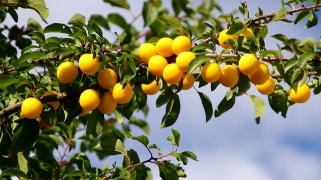 Mirabellen am Baum vid 03