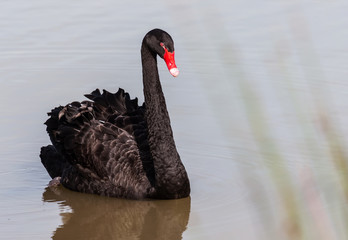 The red bill black swan in a wetland park, Malaysia © nazmt