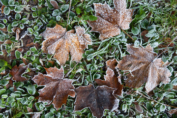 Autumn leaves with rime