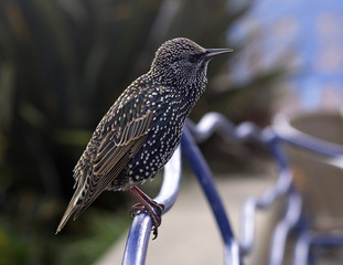 Starling