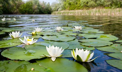 Foto op Plexiglas Waterlelie waterlelies op vijver
